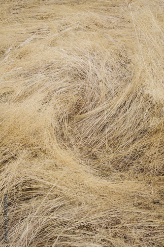 Long grasses in a meadow in Discovery Park, Seattle, Washington.  photo