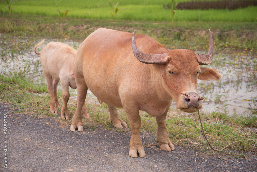 mother feeding milk child albino buffalo mother feeding milk child albino buffalo