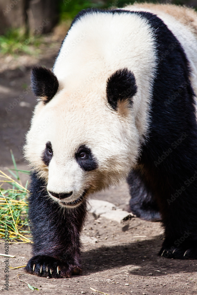 Obraz premium Giand panda bear walking