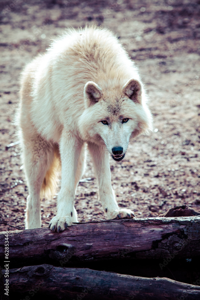 Fototapeta premium Arctic white wolf