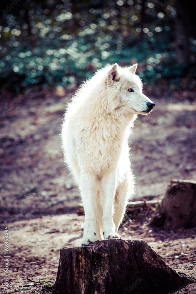 Arctic white wolf Arctic white wolf