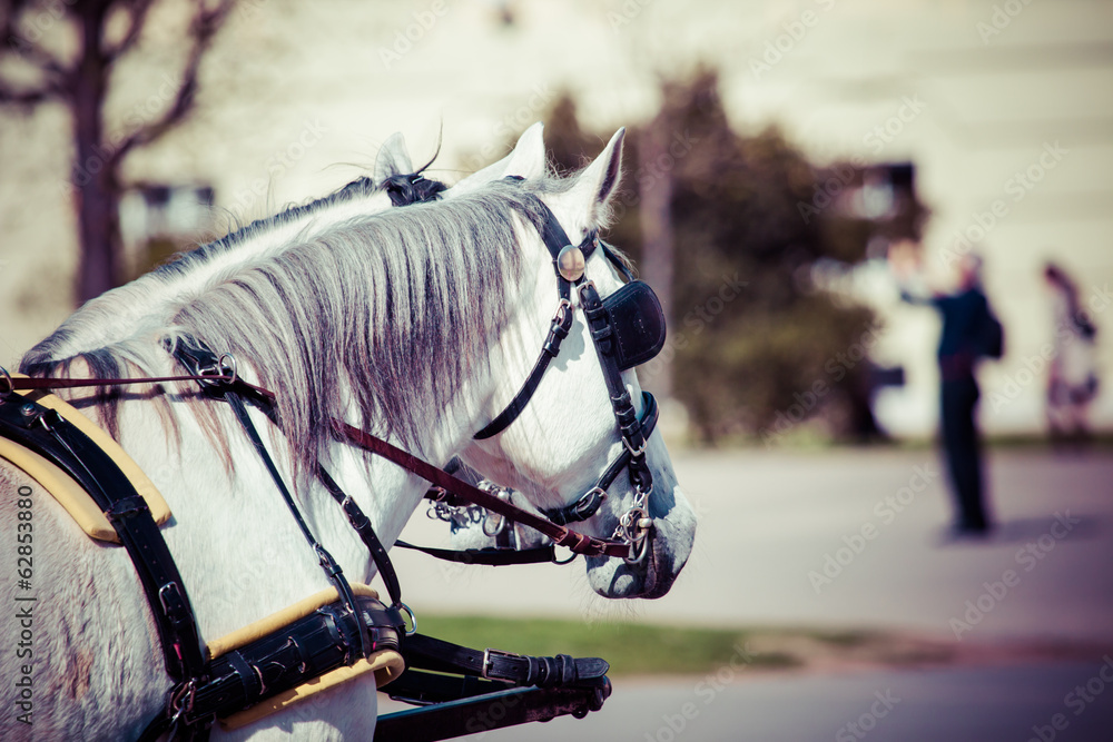 Naklejka premium Traditional horse-drawn Fiaker carriage in Vienna, Austria