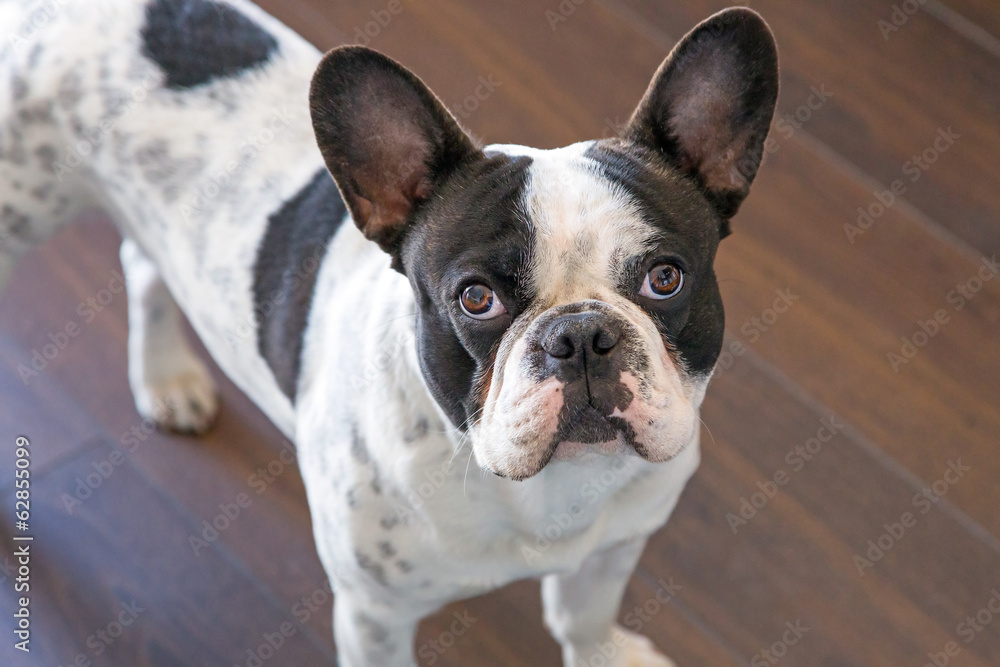 French bulldog portrait