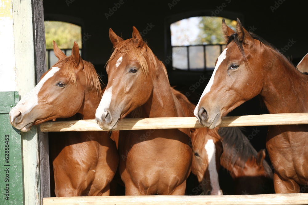 Obraz premium Nice thoroughbred foals in the stable