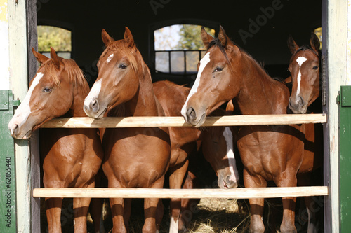 Fototapeta Nice thoroughbred foals in the stable