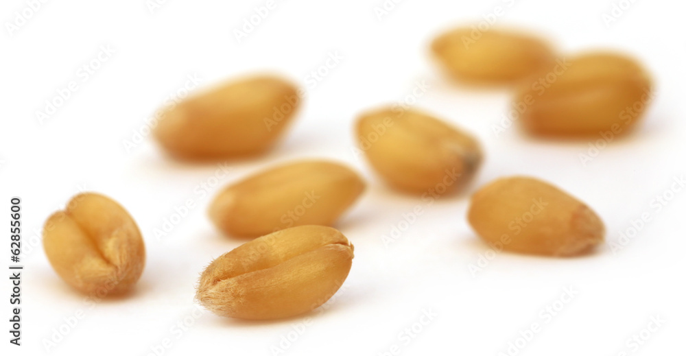 Wheat grain Wheat grain