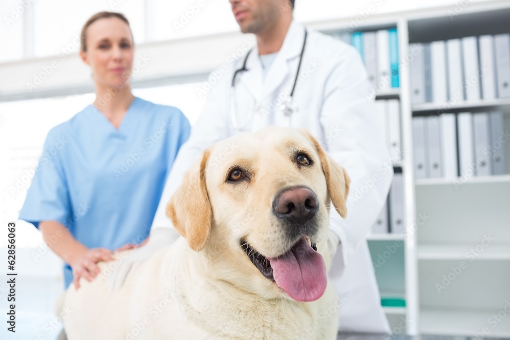 Dog with veterinarians