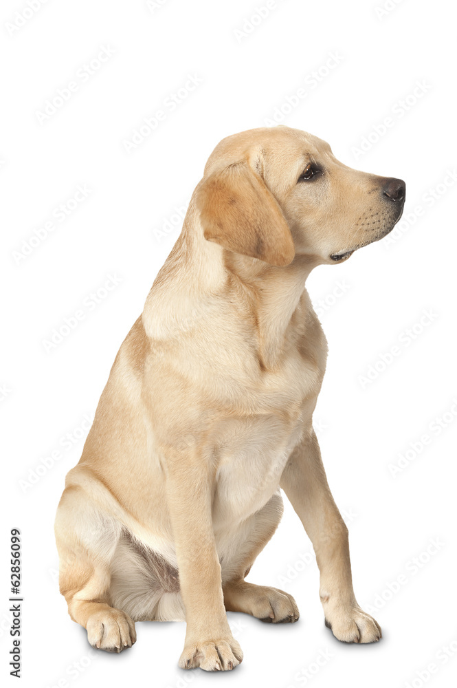 Beautiful Labrador retriever isolated on white background