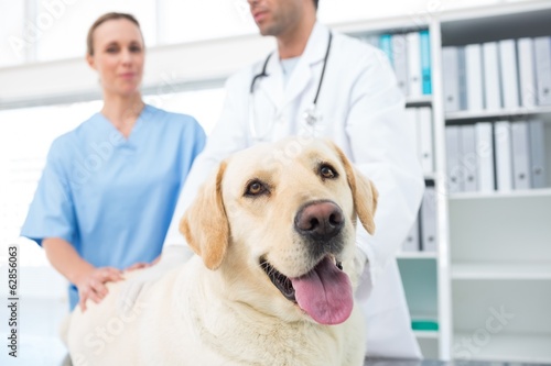 Dog with veterinarians