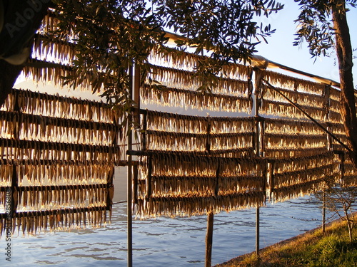 sardina essiccata tradizional ,lago di Iseo (Lombardia, Italia) photo