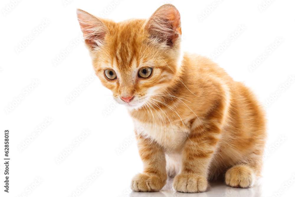 Red little cat Red little cat