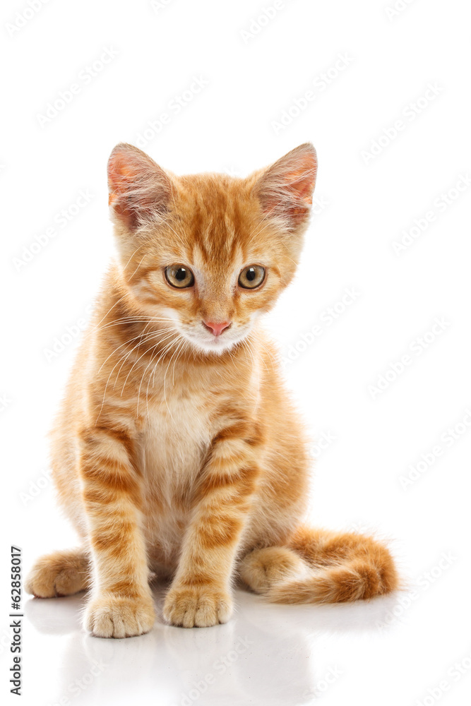 Obraz premium Red little cat