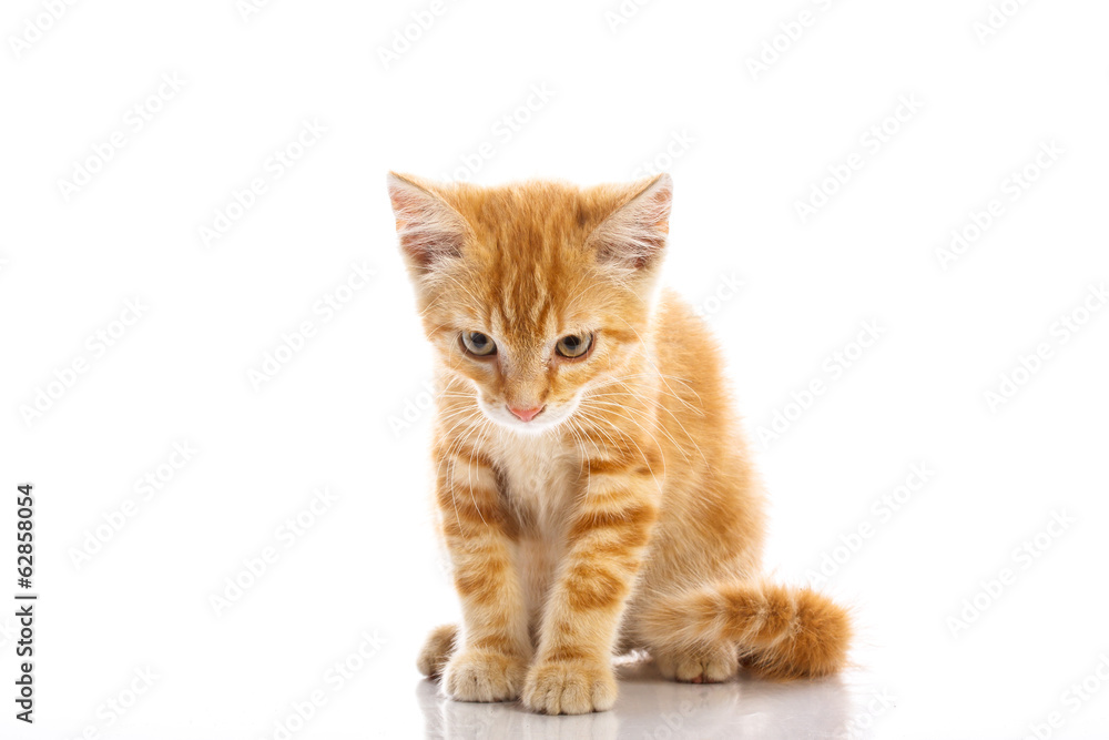 Fototapeta premium Red little cat