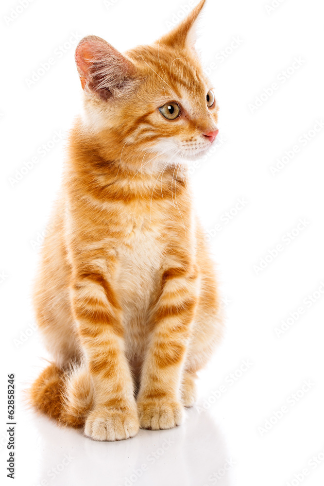 Red little cat Red little cat