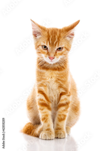 Fototapeta Naklejka Na Ścianę i Meble -  Red little cat
