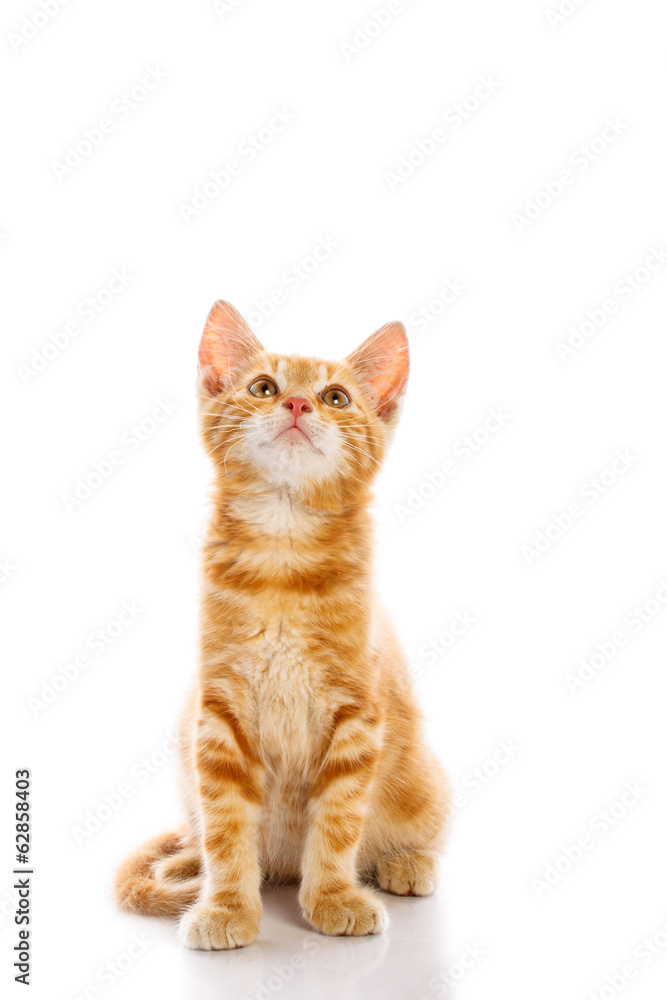 Obraz premium Red little cat