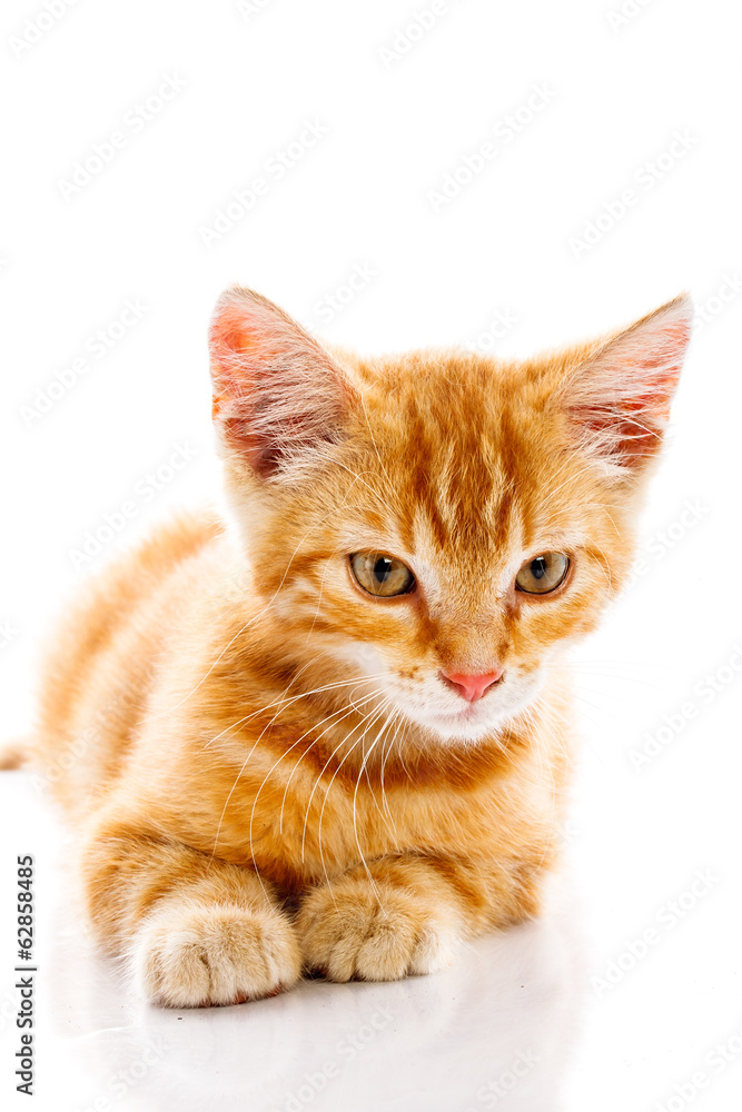 Fototapeta premium Red little cat