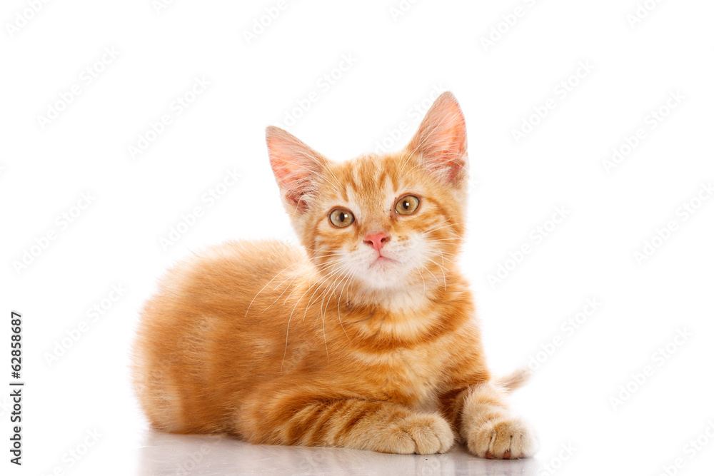 Red little cat