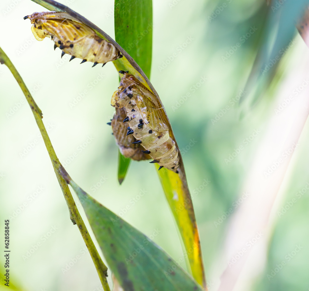 empty chrysalis of butterfly hanging on branch empty chrysalis of butterfly hanging on branch
