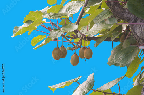 A bunch of kiwis ripening, isolated on blue