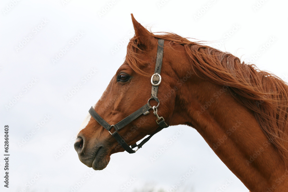 Thoroughbred head portrait. Beautiful horse headshot Thoroughbred head portrait. Beautiful horse headshot