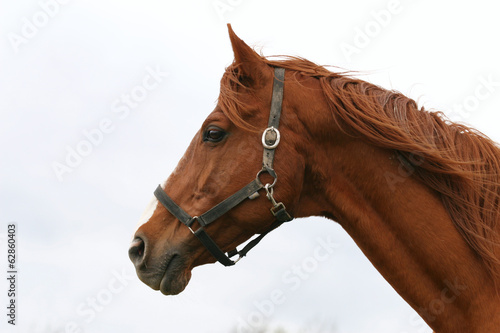 Thoroughbred head portrait. Beautiful horse headshot