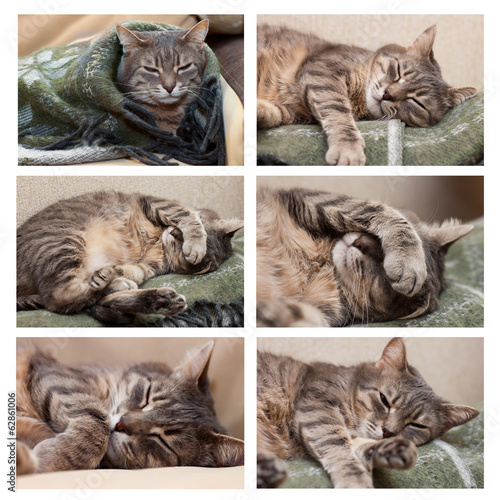 Fototapeta Naklejka Na Ścianę i Meble -  sleeping cat set