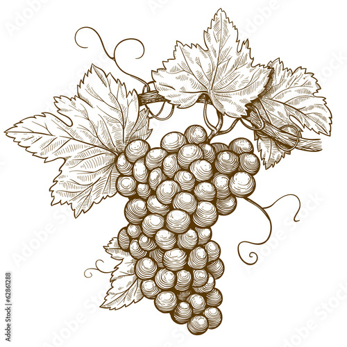 Canvastavla engraving grapes on the branch on white background