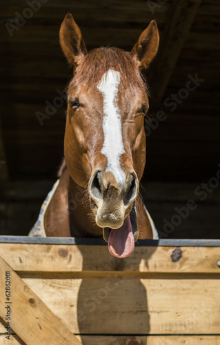 Horse sticking out his tongue