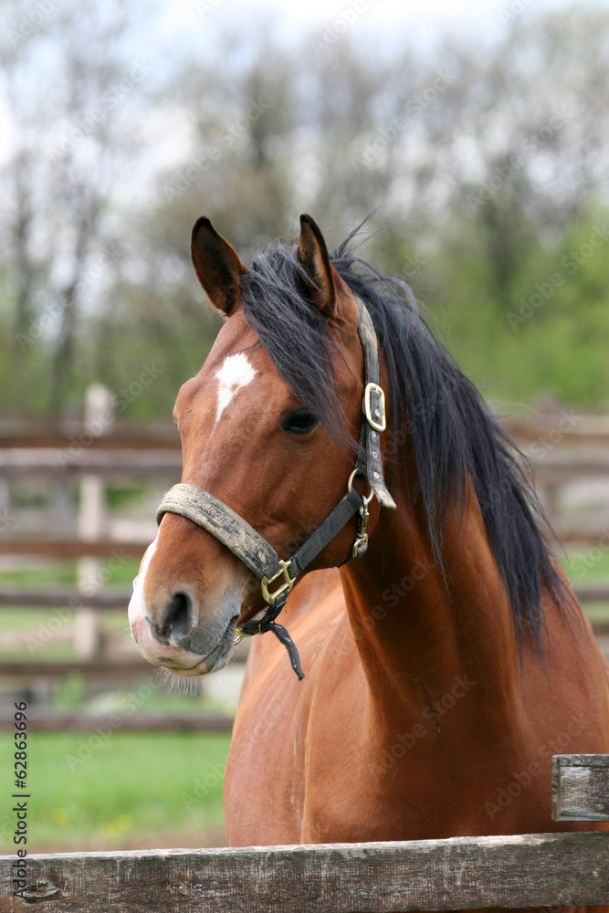 Head shot of a beautiful bay horse in the pinfold