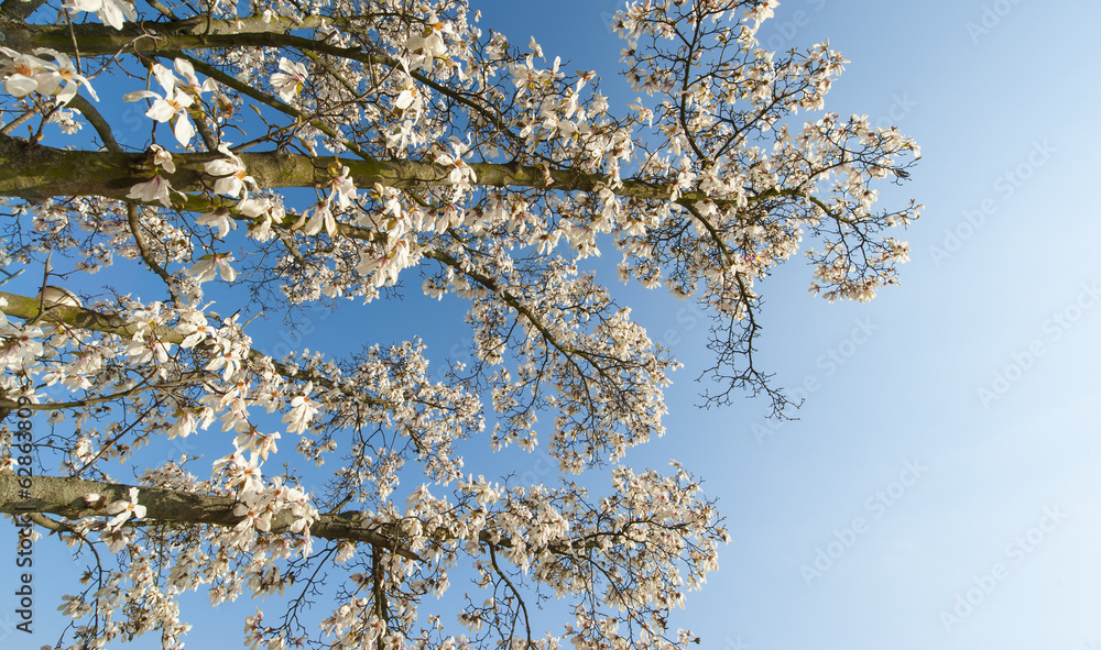Beautiful magnolia blossoms in spring, profiled on sky Beautiful magnolia blossoms in spring, profiled on sky