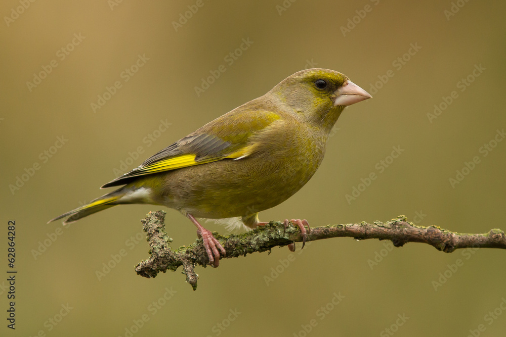 Greenfinch Greenfinch