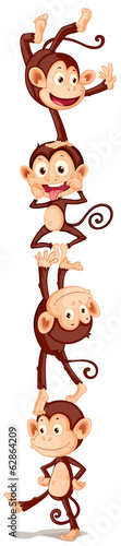 Four playful monkeys