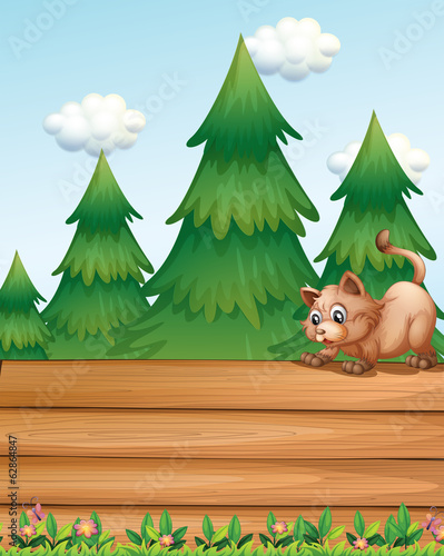 A cat above the empty wooden boards near the pine trees