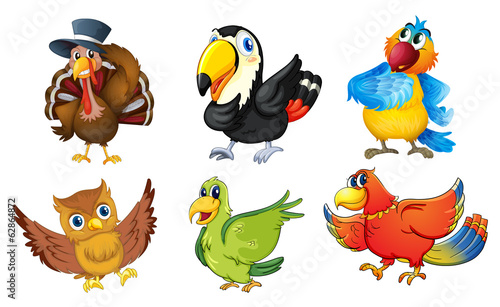 Mixed birds on a white background