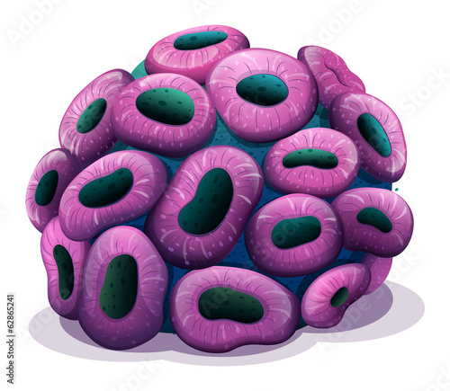 A violet coral
