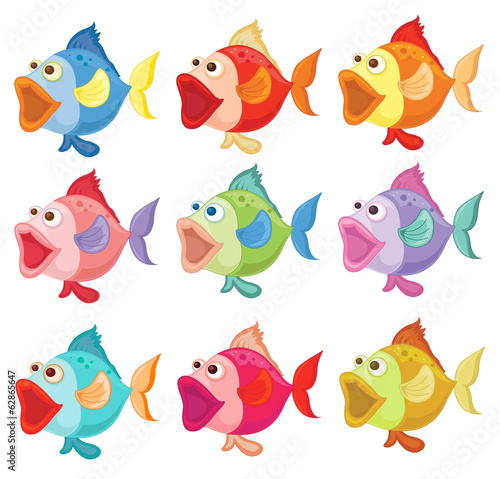 Colorful fishes