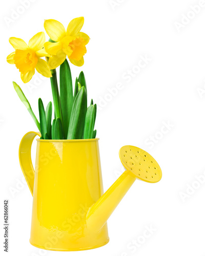 Fototapeta Naklejka Na Ścianę i Meble -  Narcissus flower arrangement in a yellow watering can,