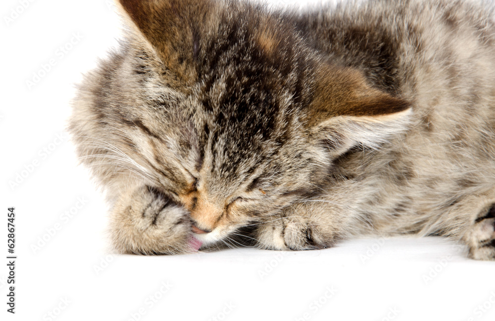 Fototapeta premium Cute tabby kitten