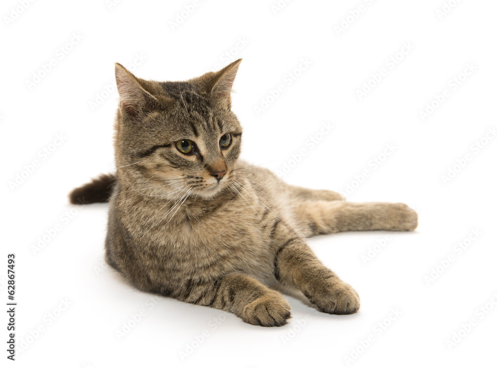 Obraz premium Cute tabby cat