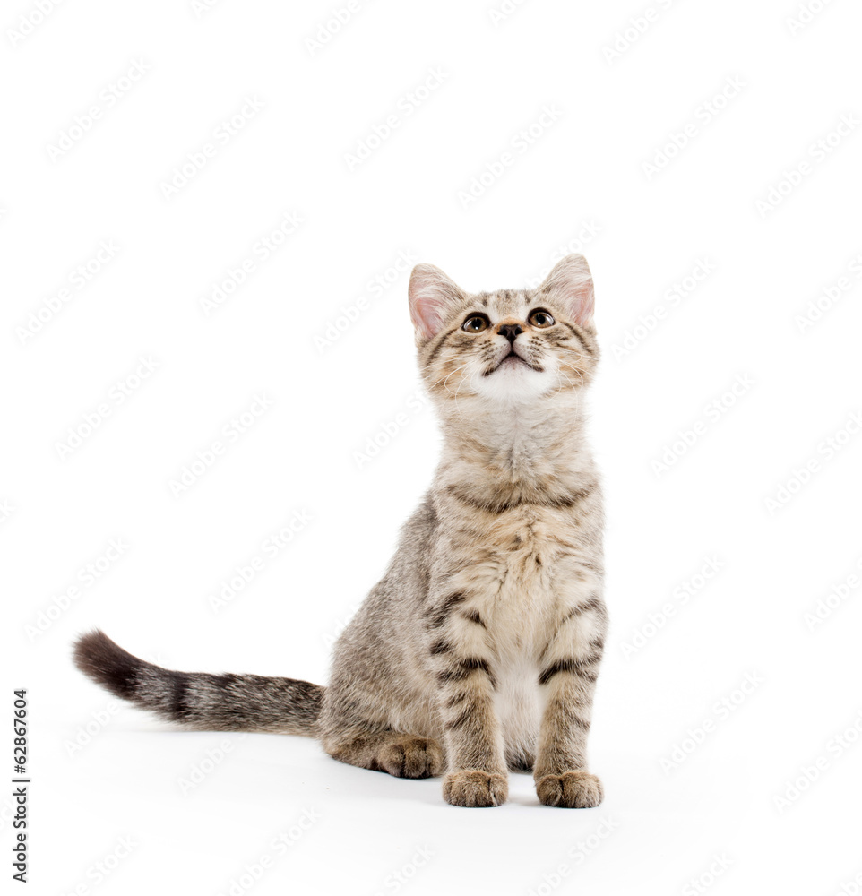 Obraz premium cute tabby kitten