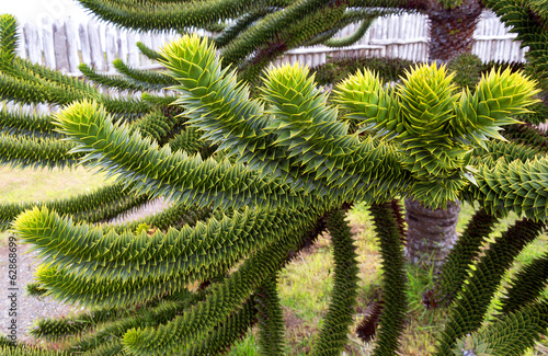 Araucaria, national tree of Chile photo