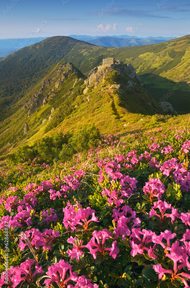 Rhododendron flowers in the mountains