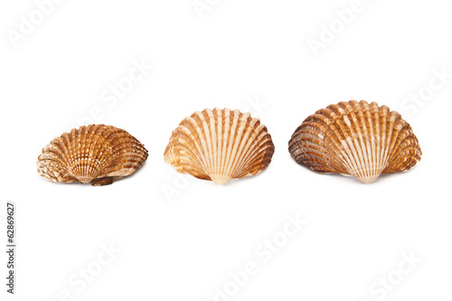 seashells isolated on white background, crustaceans