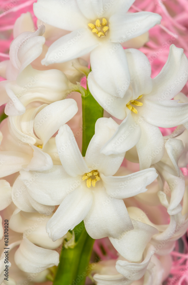 white hyacinth white hyacinth