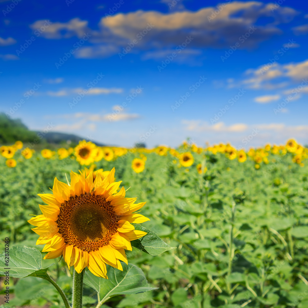 sunflower yellow head on a blur sky background sunflower yellow head on a blur sky background