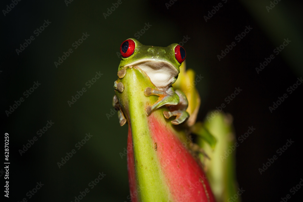 Obraz premium Red-eyed Tree Frog (Agalychnis Callidryas), Costa Rica