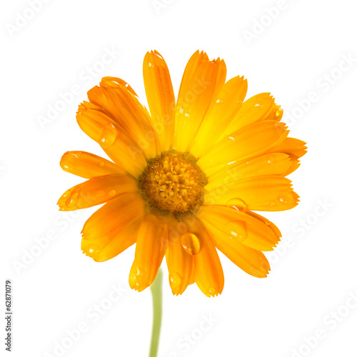 Calendula Marigold flower