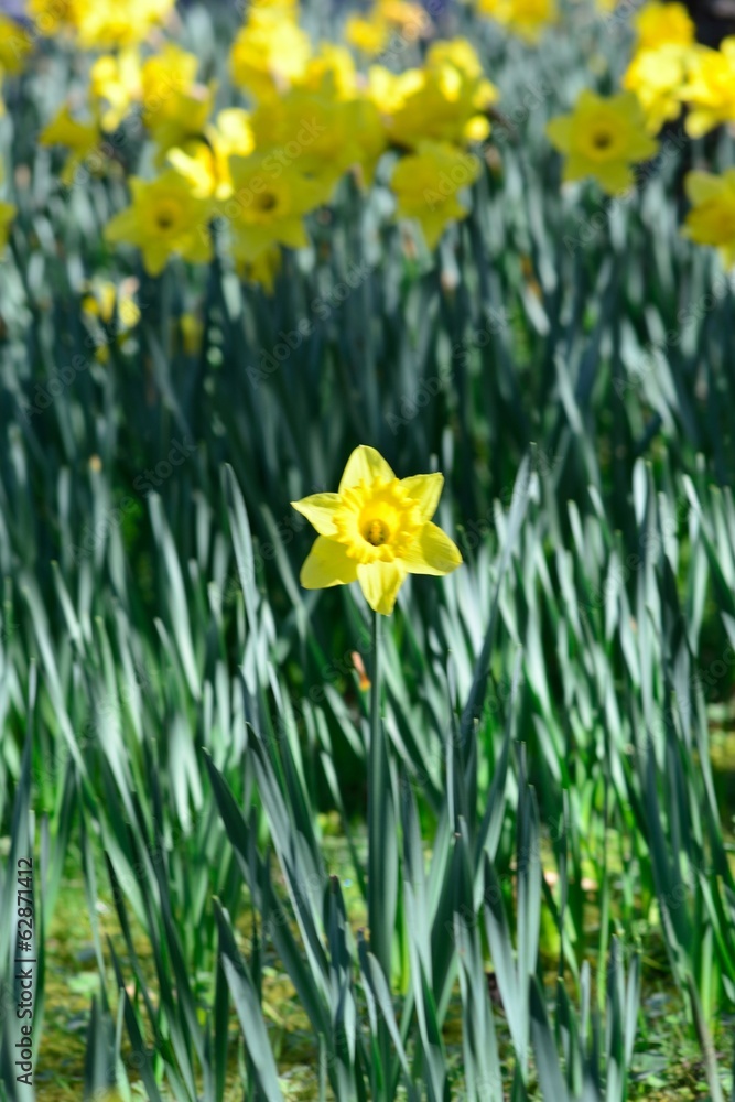 Obraz premium Small single daffodil