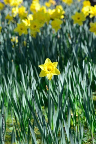 Small single daffodil